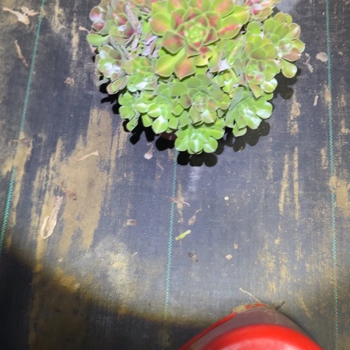 植物法师链接编号207