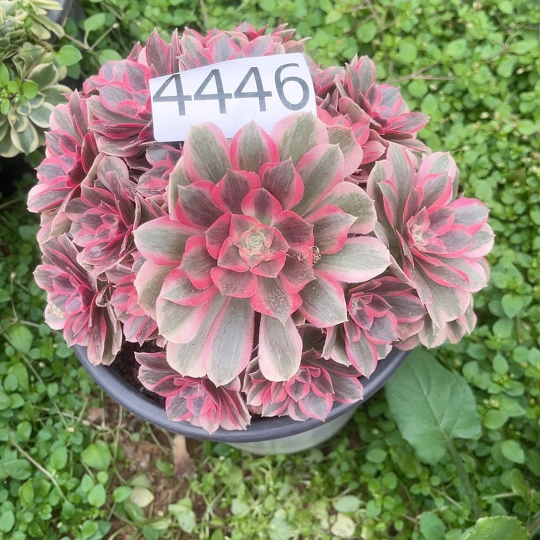 4446粉女郎多肉植物