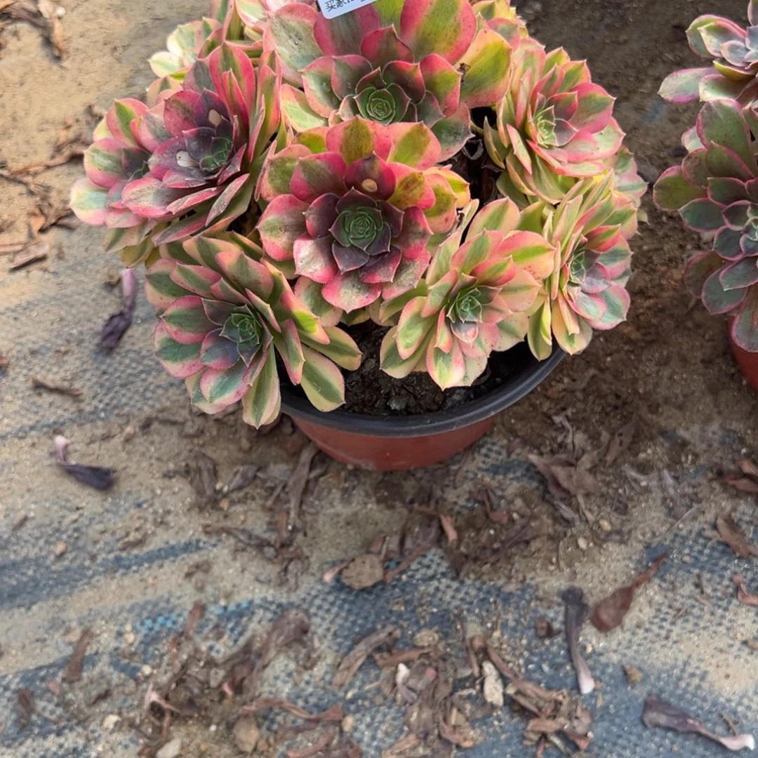 716雨荷多肉植物法师多肉