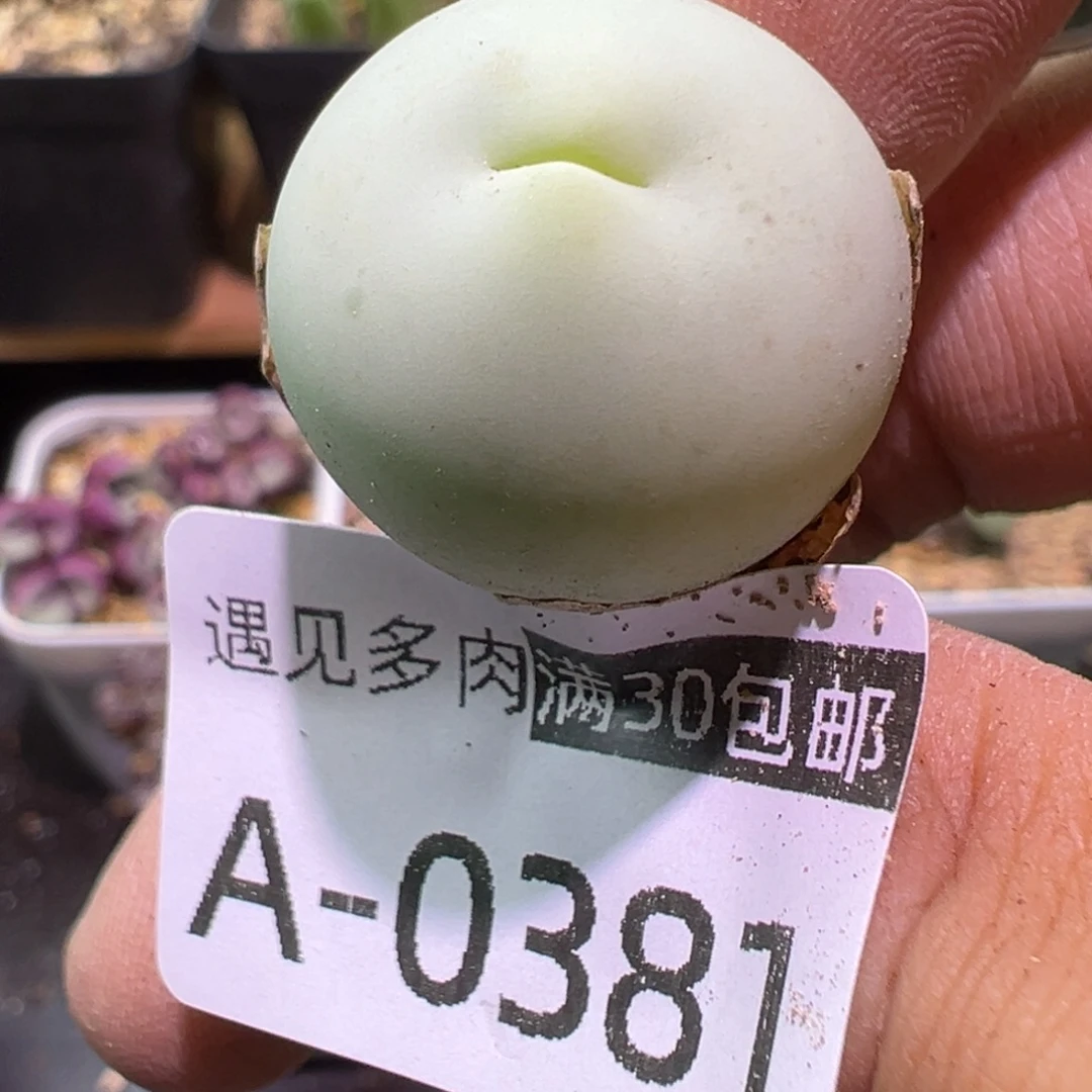 多肉植物11111111111
