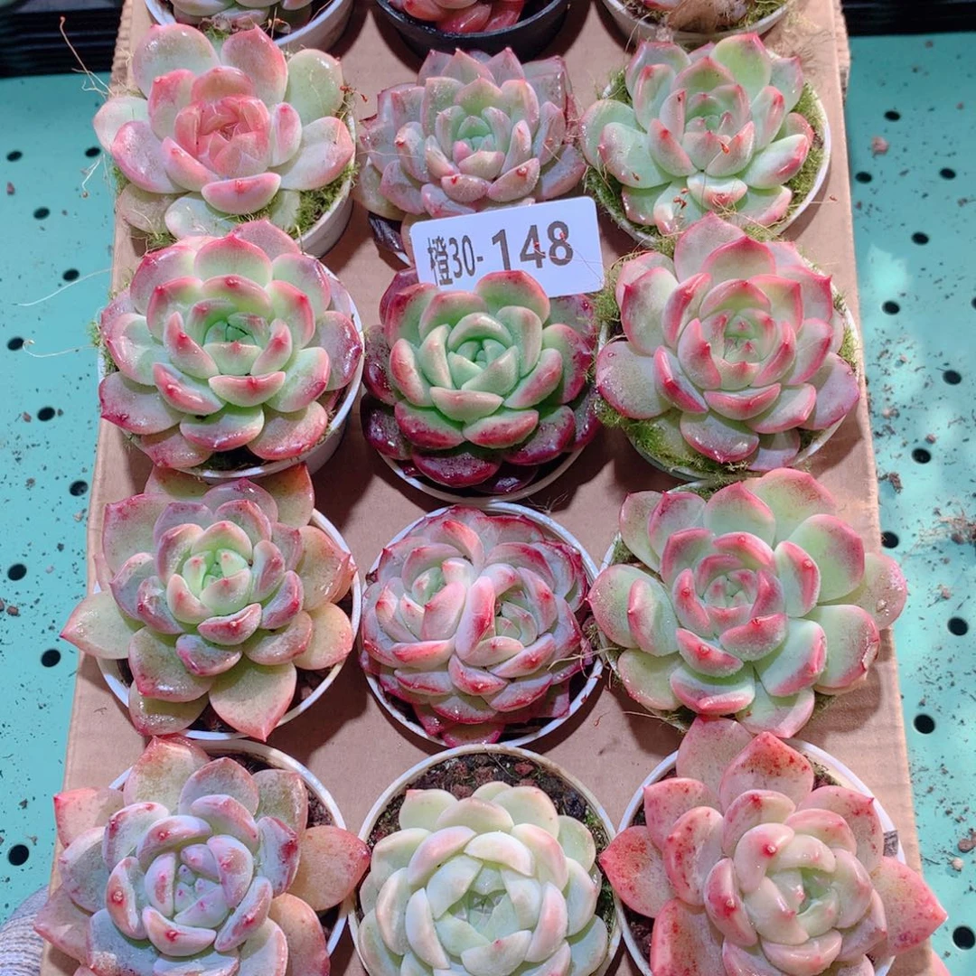 30-148一物一拍多肉带盆18颗