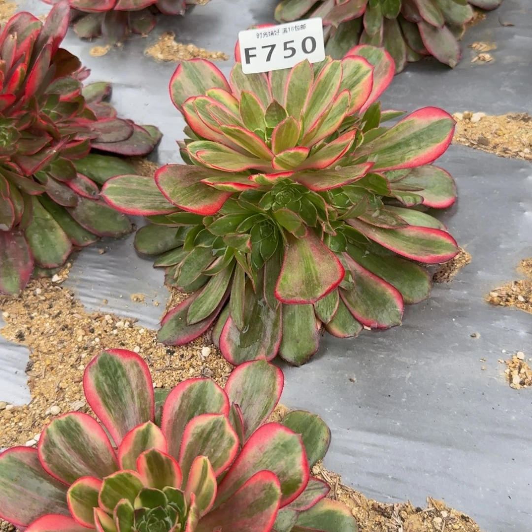 750克拉恋人。多肉植物