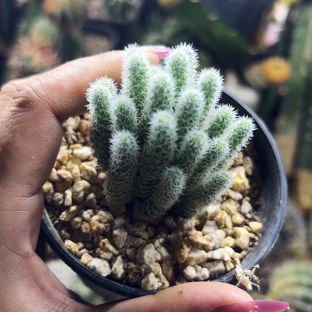 用***9孤燕仙人球1111111