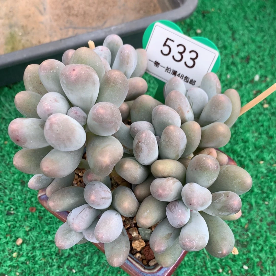 米可奶无砍老桩7头533