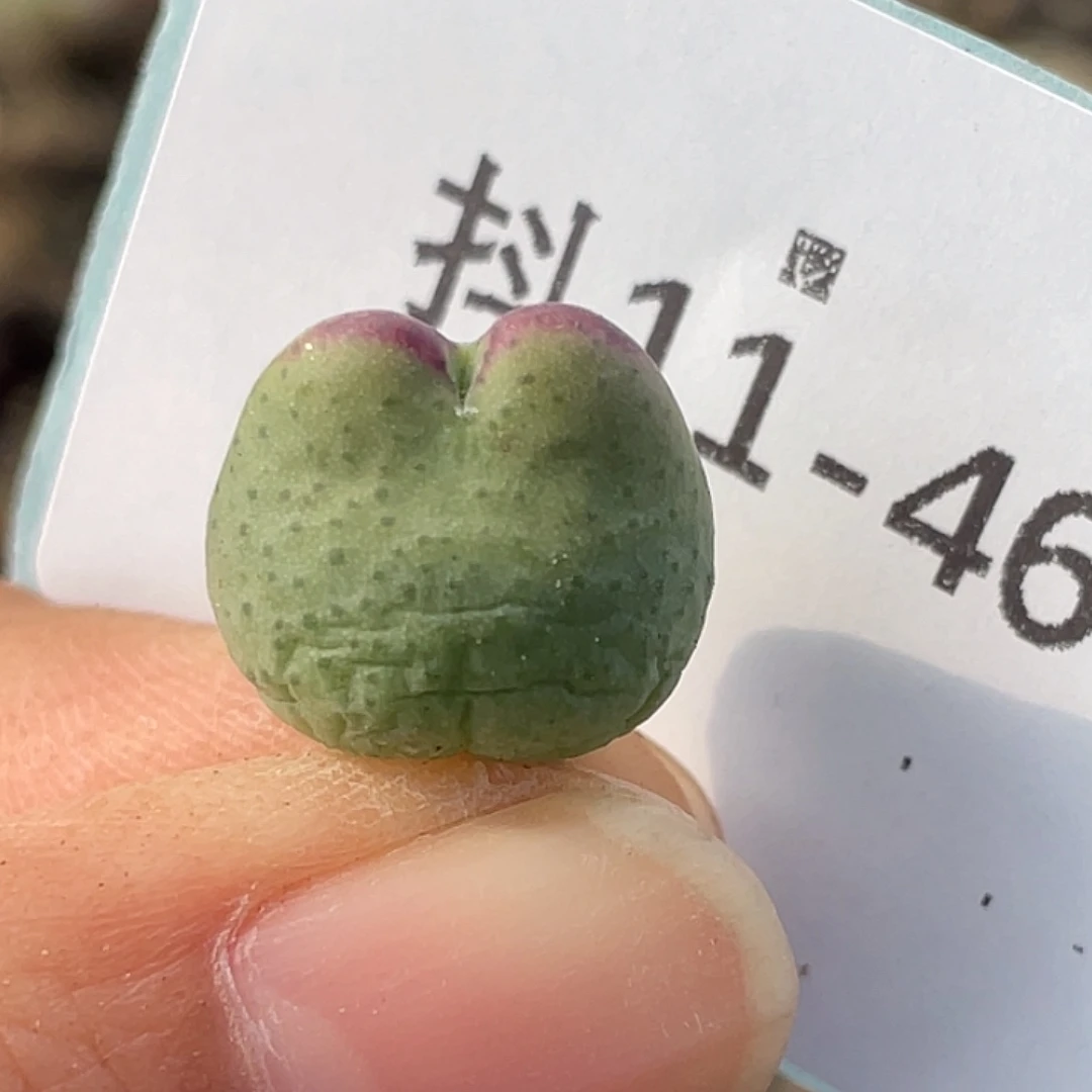 11-46比卡丘多肉植物