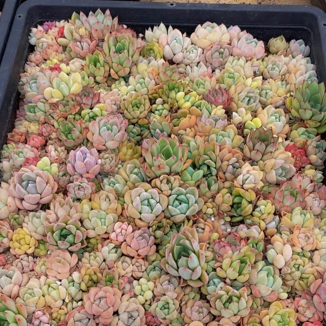 691多肉植物保护研究所所长