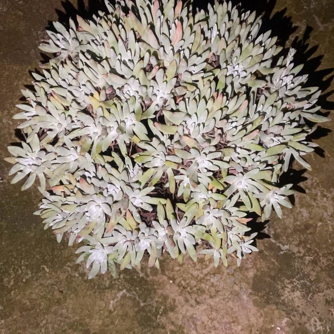 冬***雪福利多肉植物啦啦啦