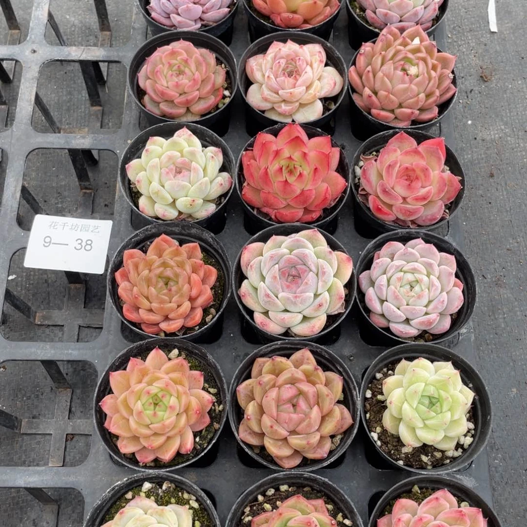 一物一拍18棵9-38