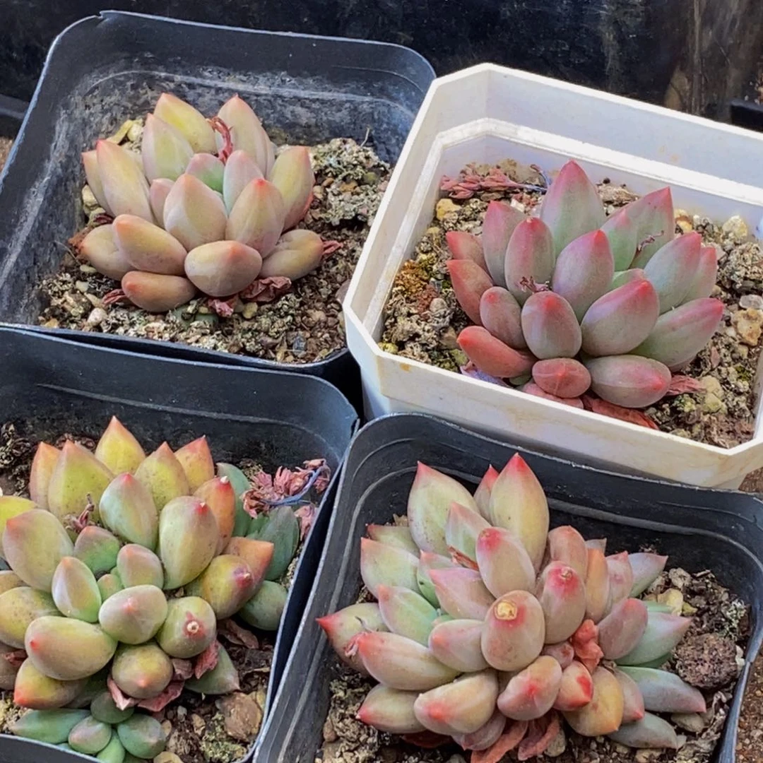 422的人在一起的时候就会觉得