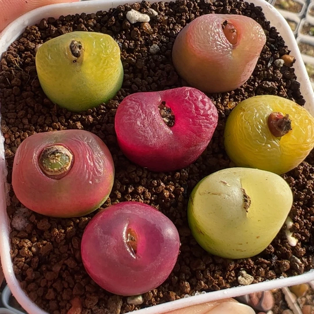 061多肉植物百科