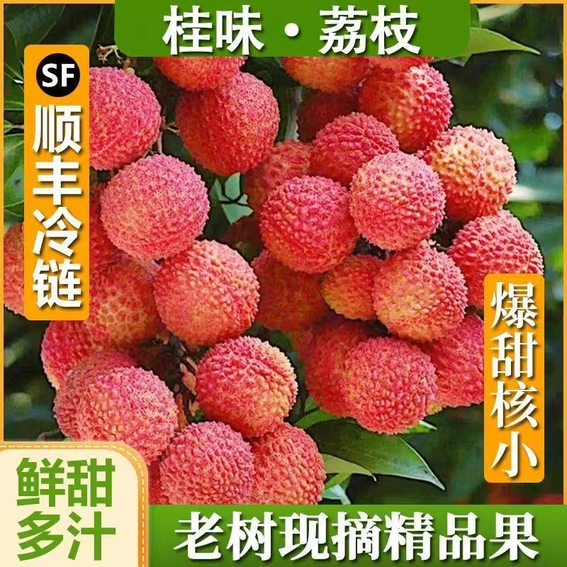【顺丰次日达】广东桂味荔枝 3斤/5斤装荔枝 头茬鲜果现摘新鲜不泡水