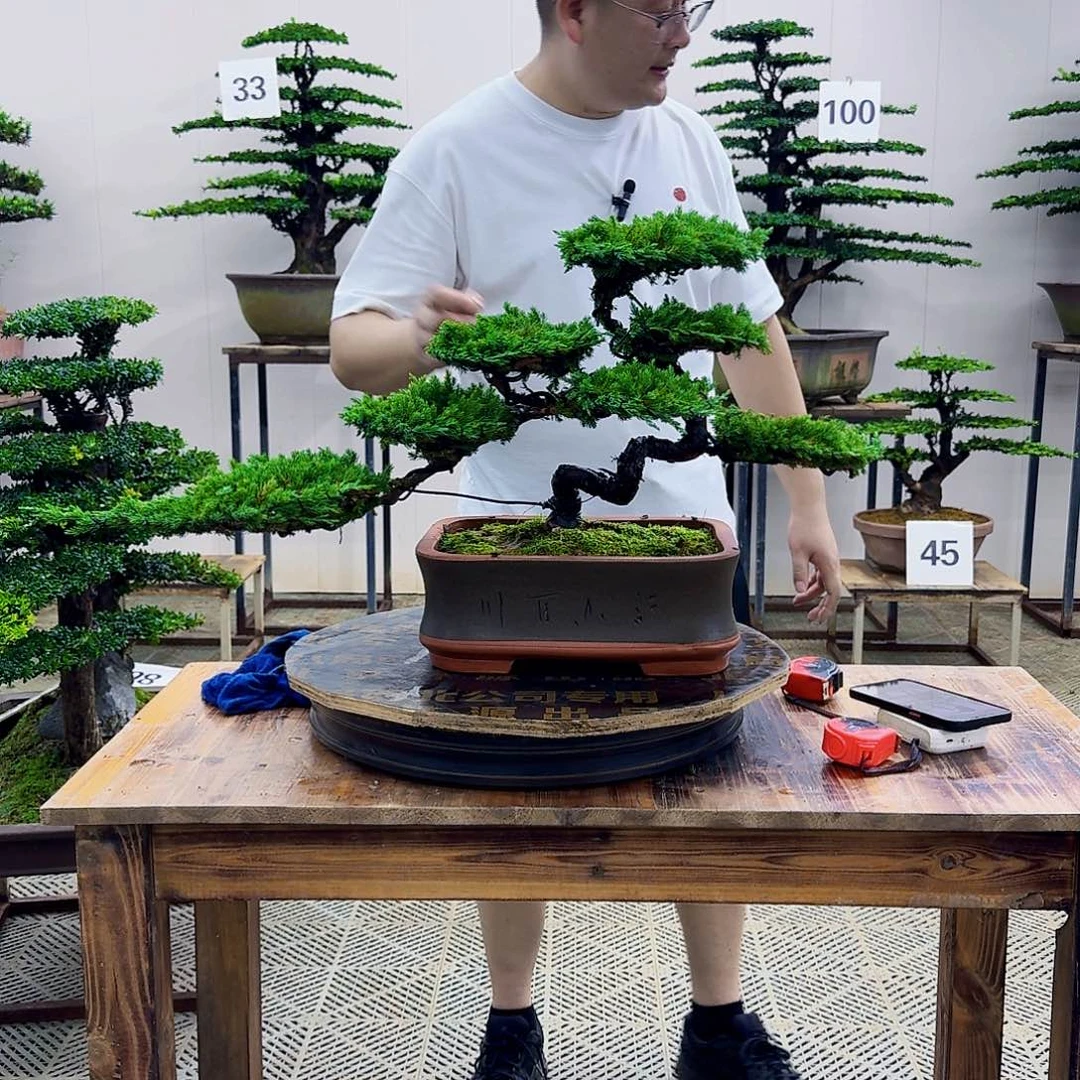 无花朵柏树造型盆景