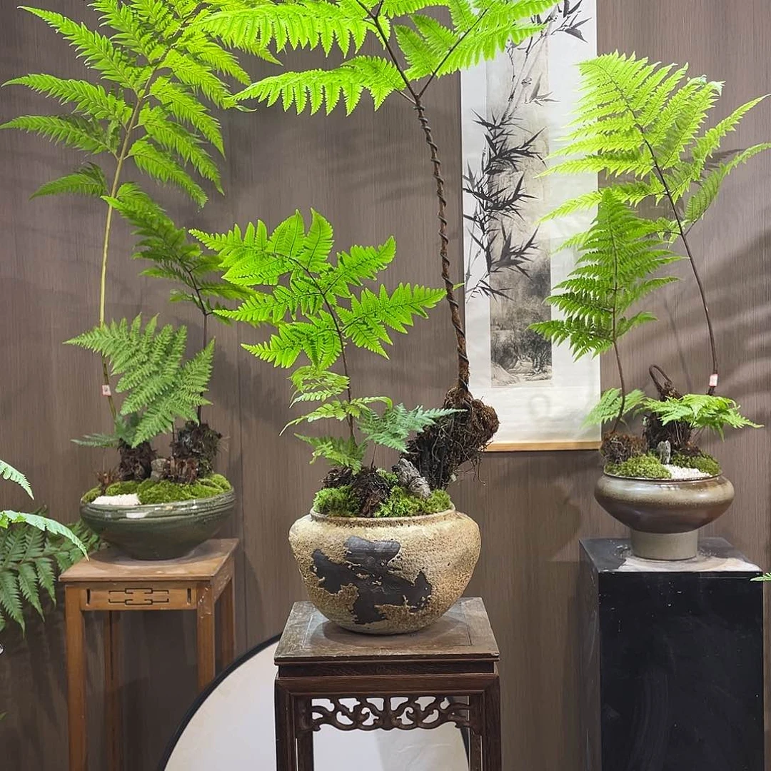 【闪购商品】简****）蕨类