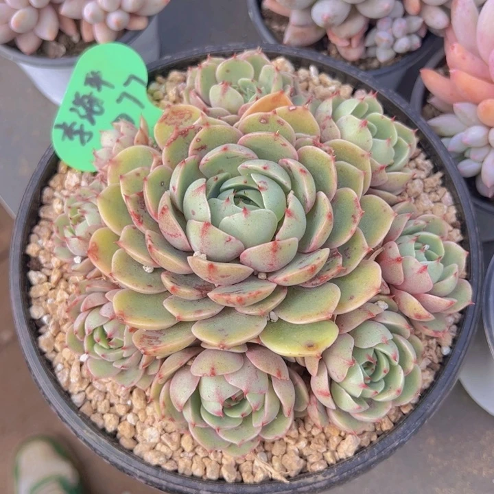 健健康康平平安安