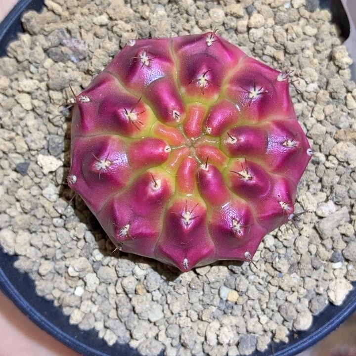 超美 米哈仙人球