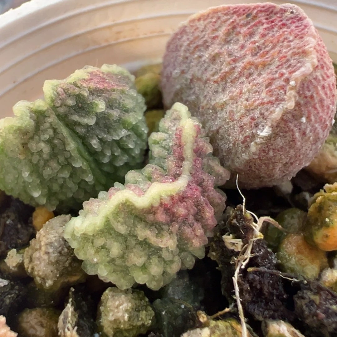 实生新品大苗多肉植物水泡
