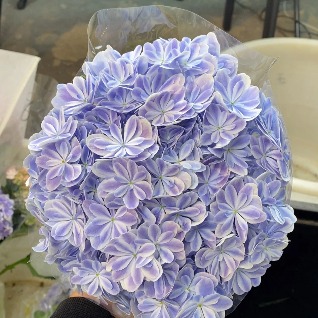 R53号绣球/有色差介意勿拍/3单冷链包邮/偏远补运费发德邦