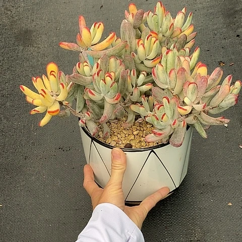 851多肉植物老桩