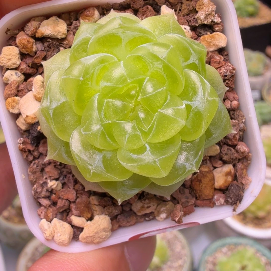 65号财富泼天一物一拍