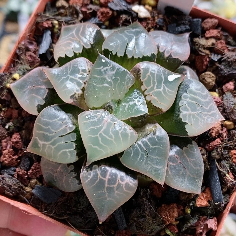【闪购商品】42火凤凰