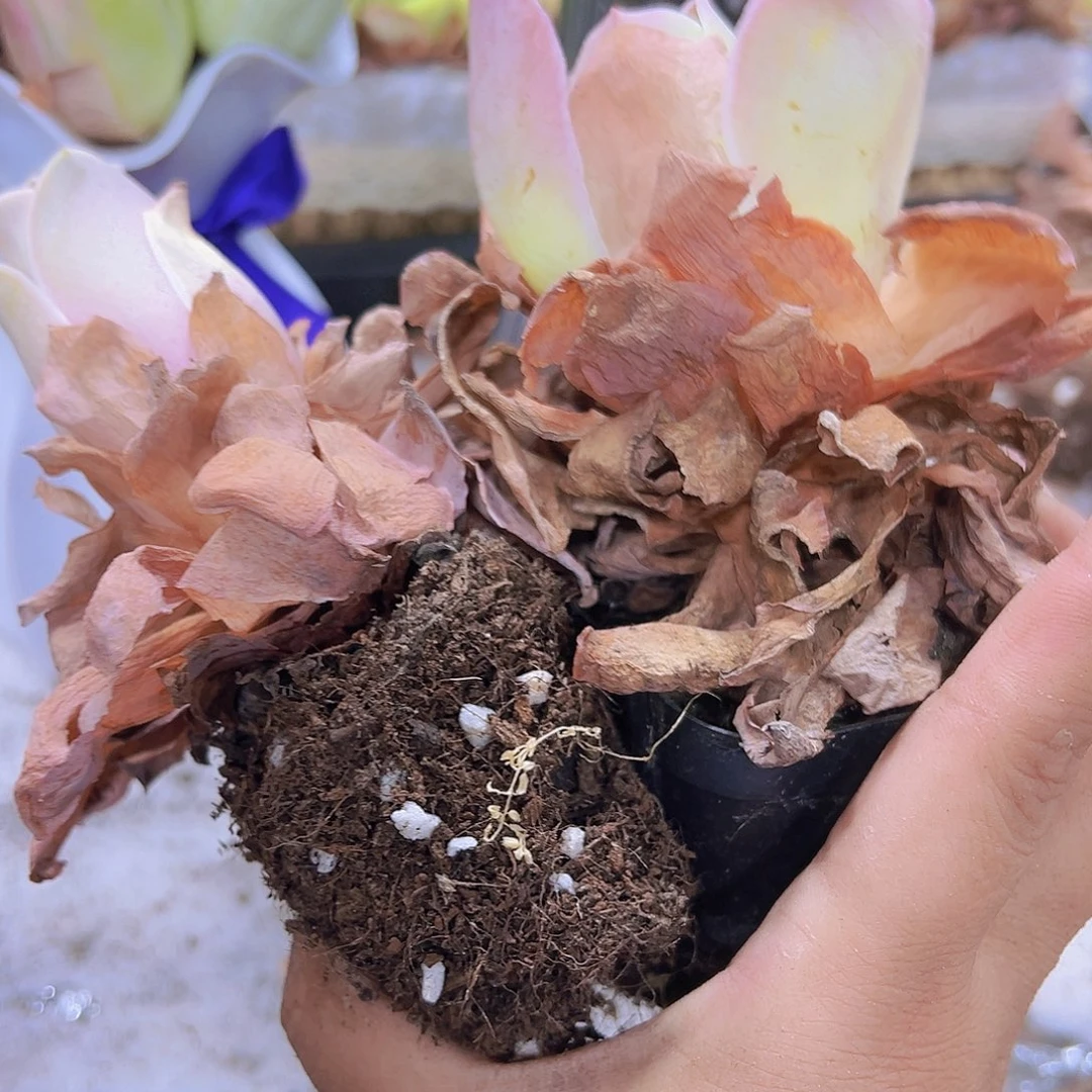 老桩粉桃5个够包邮送5个瑕疵