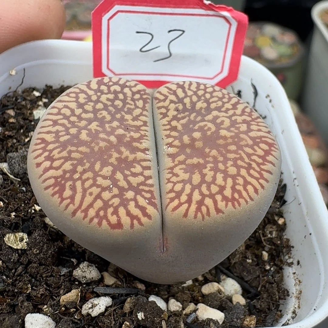 23多肉哈哈哈哈哈哈哈