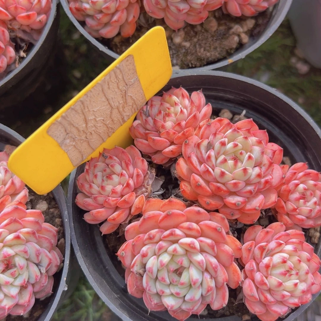 香玉的故事是一个人的故事