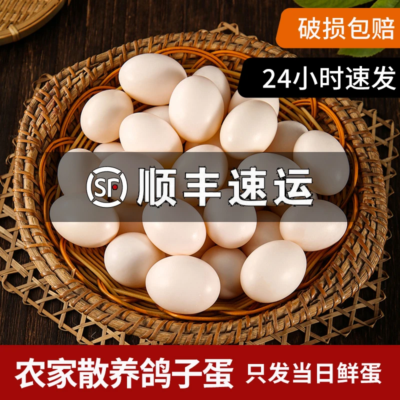 新鲜鸽子蛋30枚五谷杂粮喂养天然鸽子蛋【当天鲜蛋】