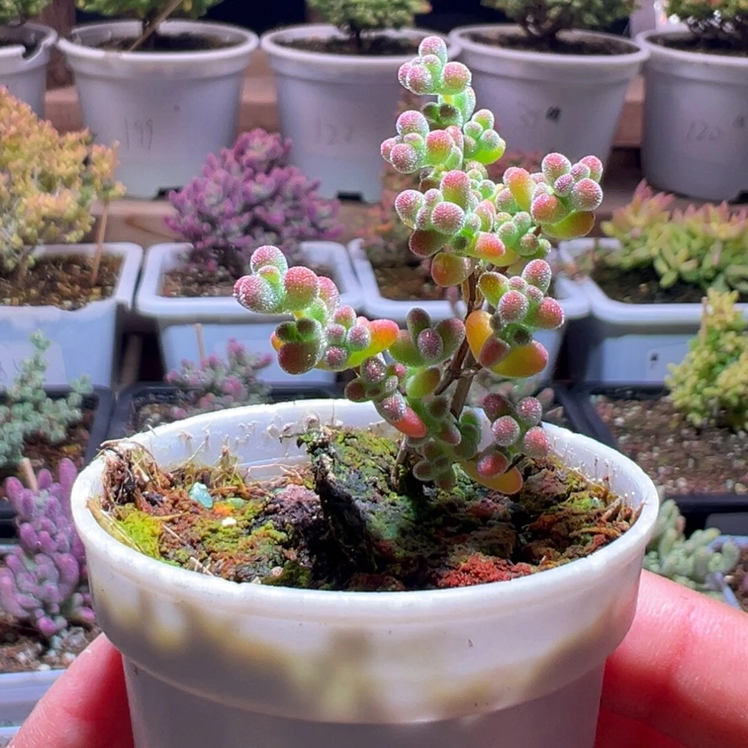 248莱斯锦一物一拍包开箱