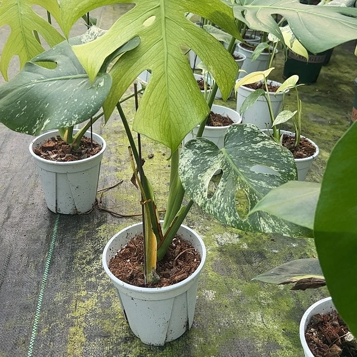 ****完全开放白怪兽龟背竹