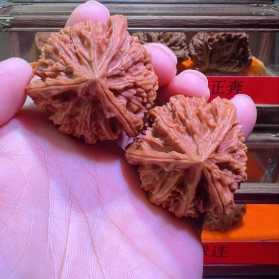 灯笼正奔土豪级43边嘎嘎正