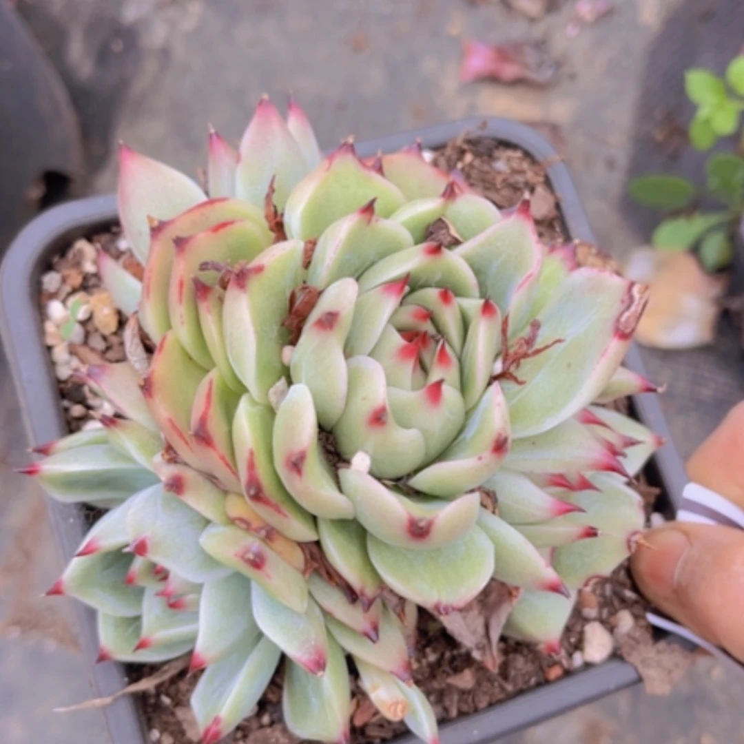 【闪购商品】蓝龙29108