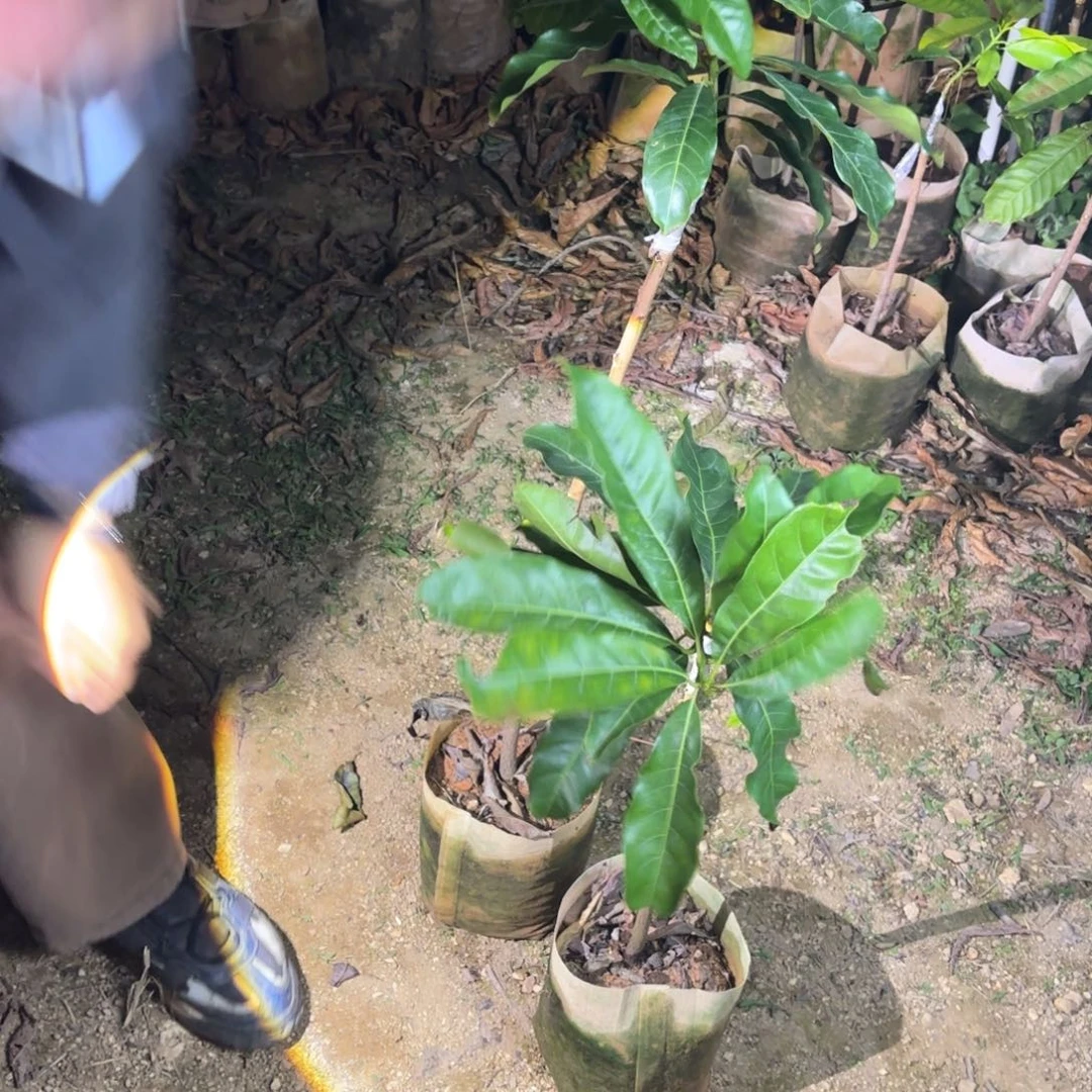 全部花朵无冬品种