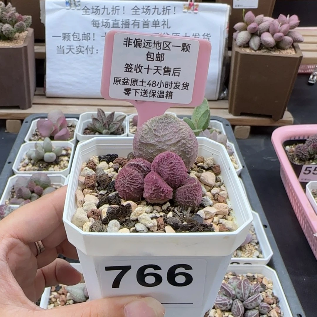 766巨猪宝多肉植物