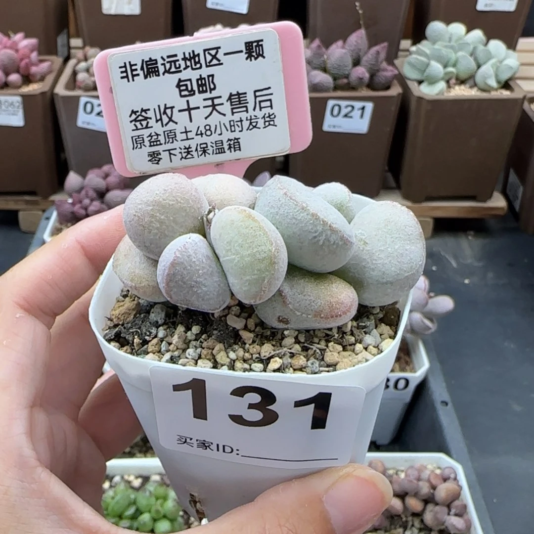 131硬叶白蛋多肉