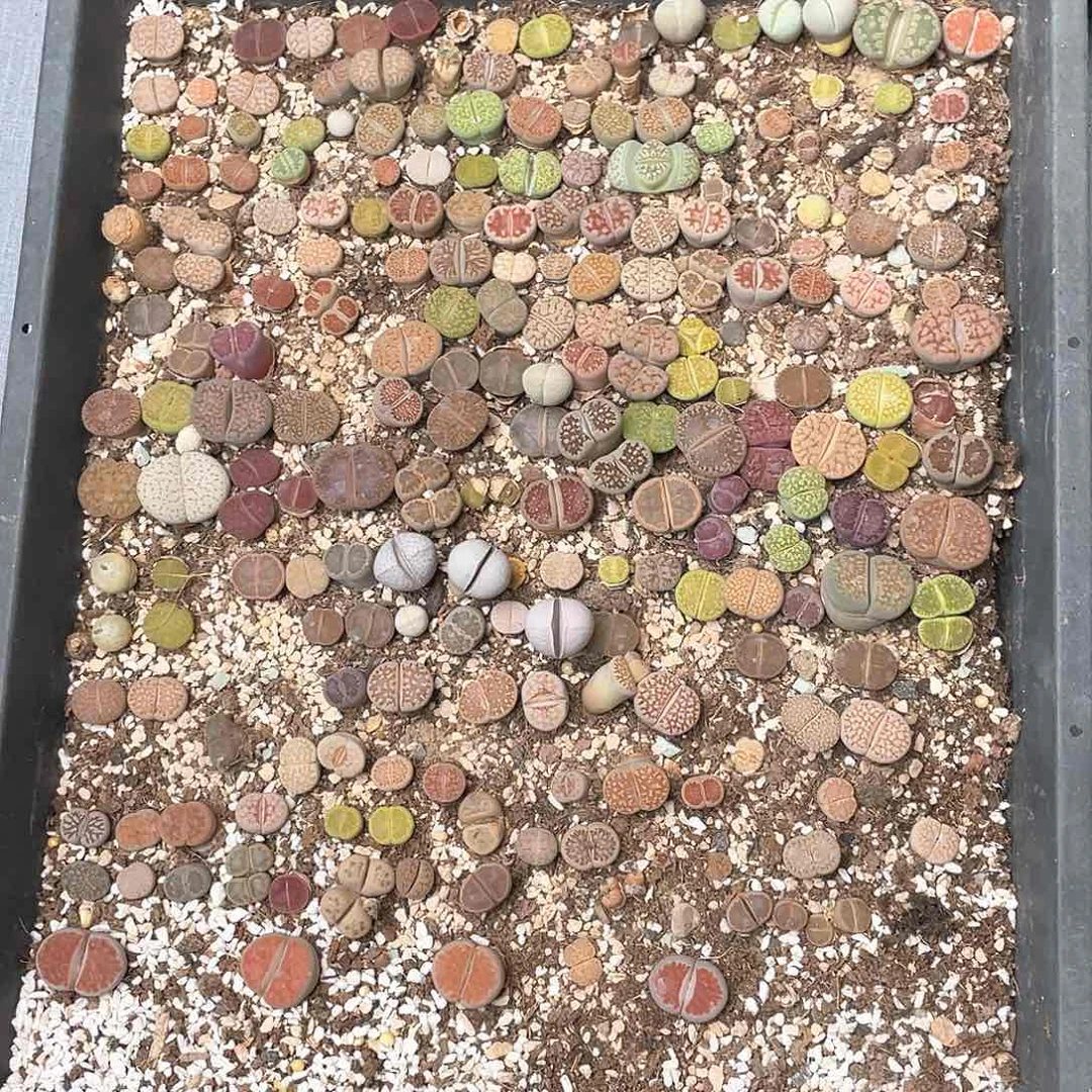 君***君5253大棚清仓甩卖了