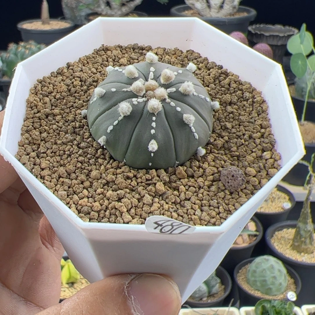连心兜实生3.3一物一拍带盆发