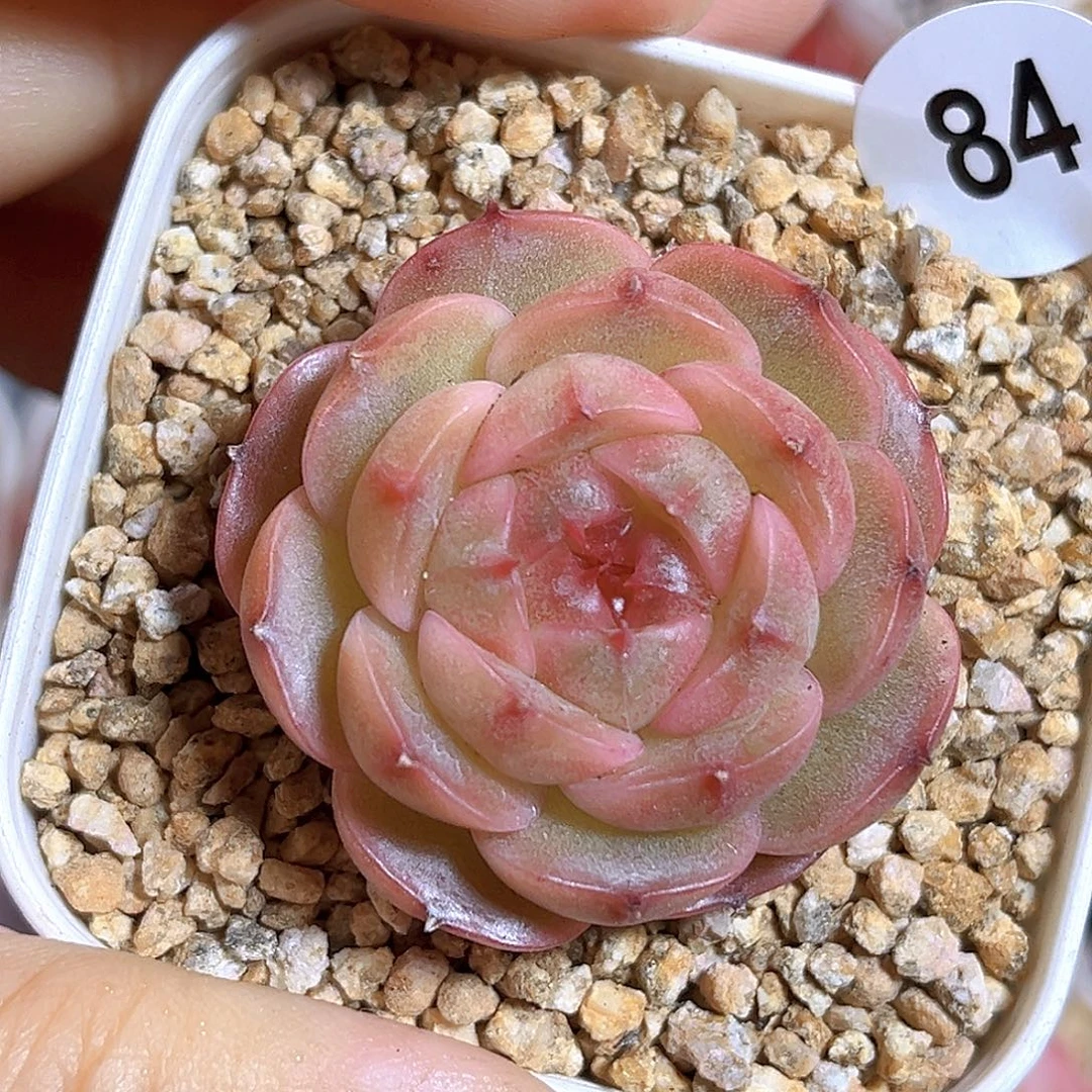 84 新品珍妮 满18包邮