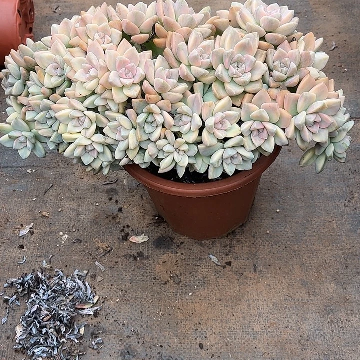 o***o淡雪锦朵朵缀，一物一拍。