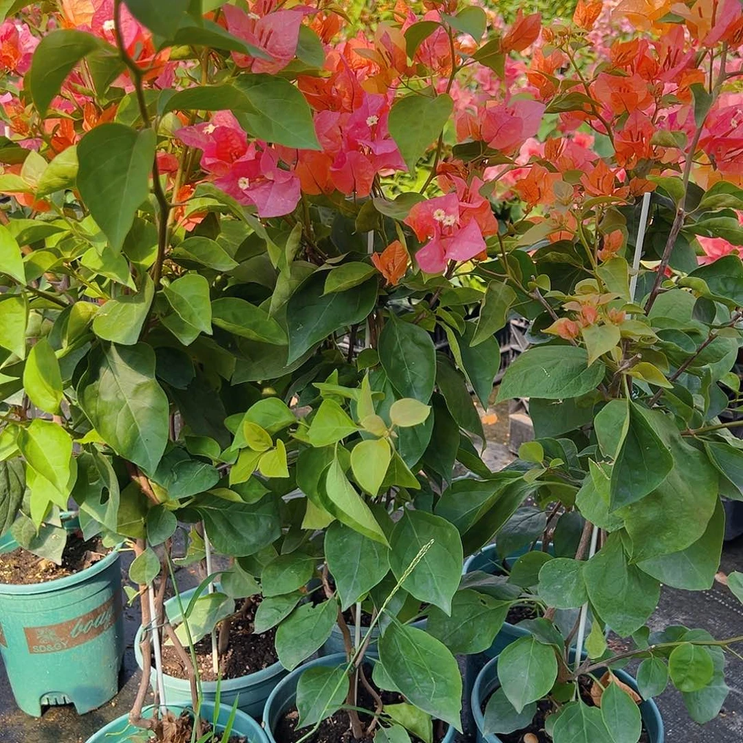 当前无花栽培后可以开花阿达娜带竹一棵