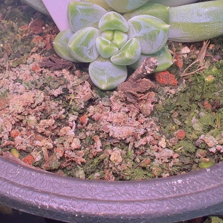 毛***雨53侧芽一个///////////