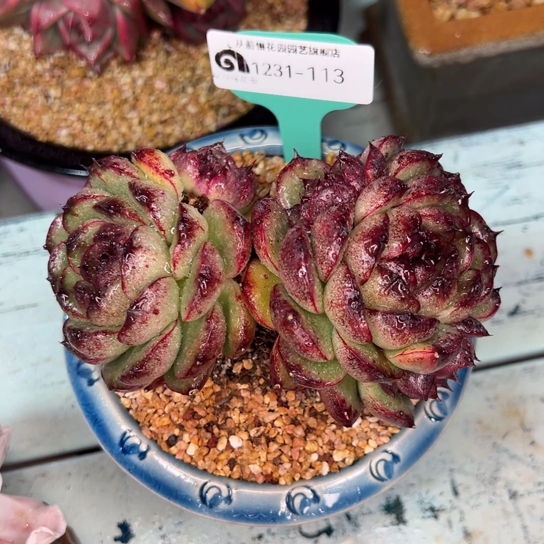 从前慢多肉精选编号1231.113