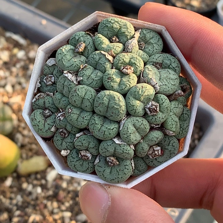 精品多肉植物精品多肉