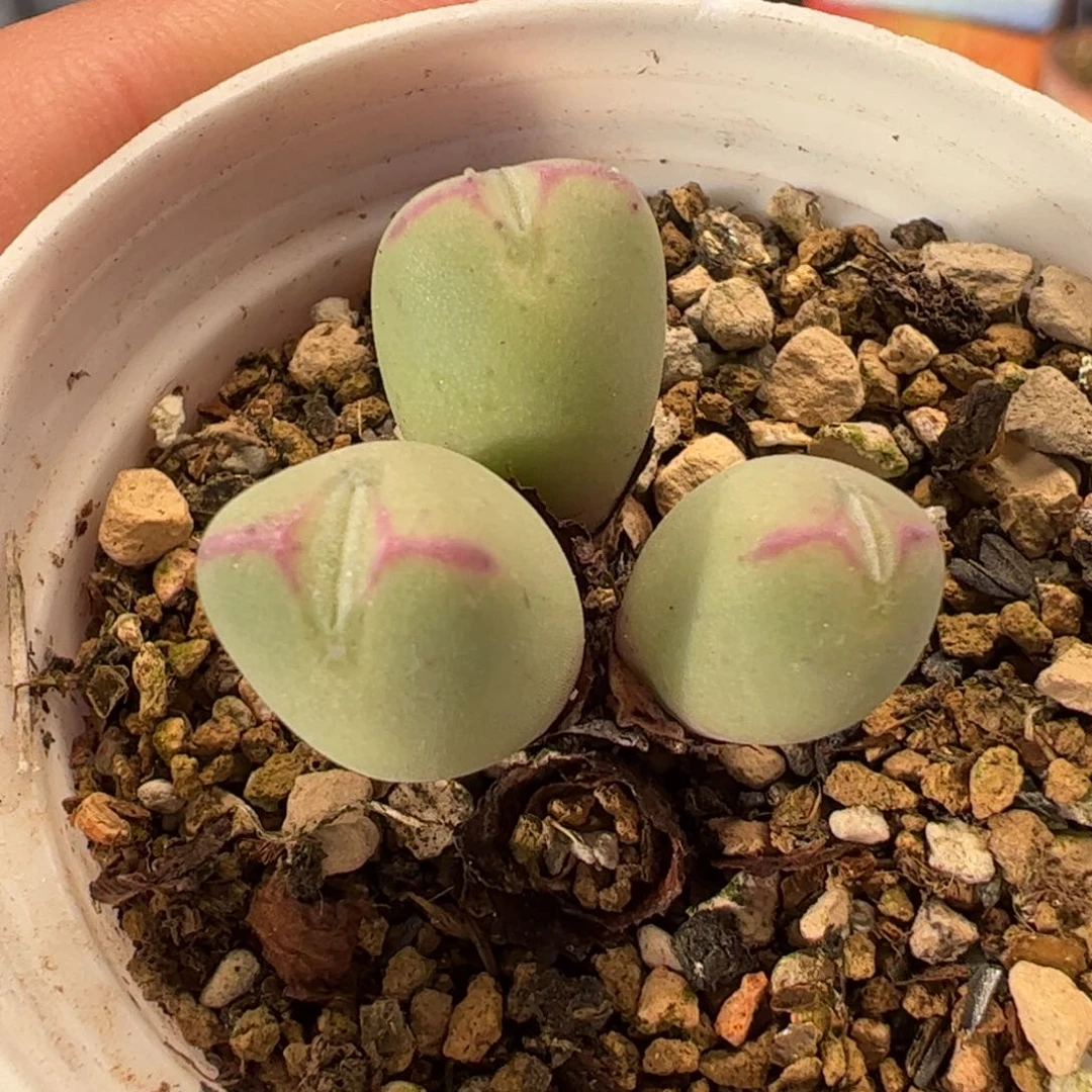 028多肉植物百科