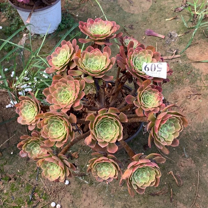 509铜玫瑰锦绣球外000