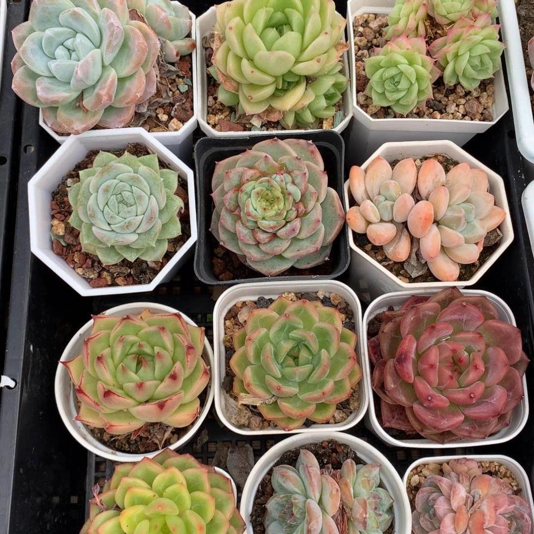 0615-376 珍妮麦杆糖心女王套餐