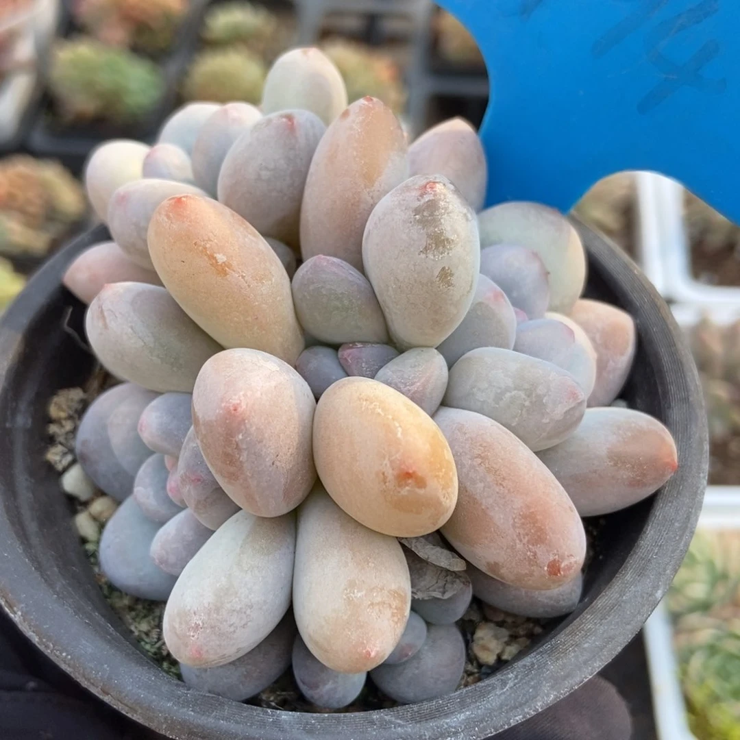 794香水多肉植物保护