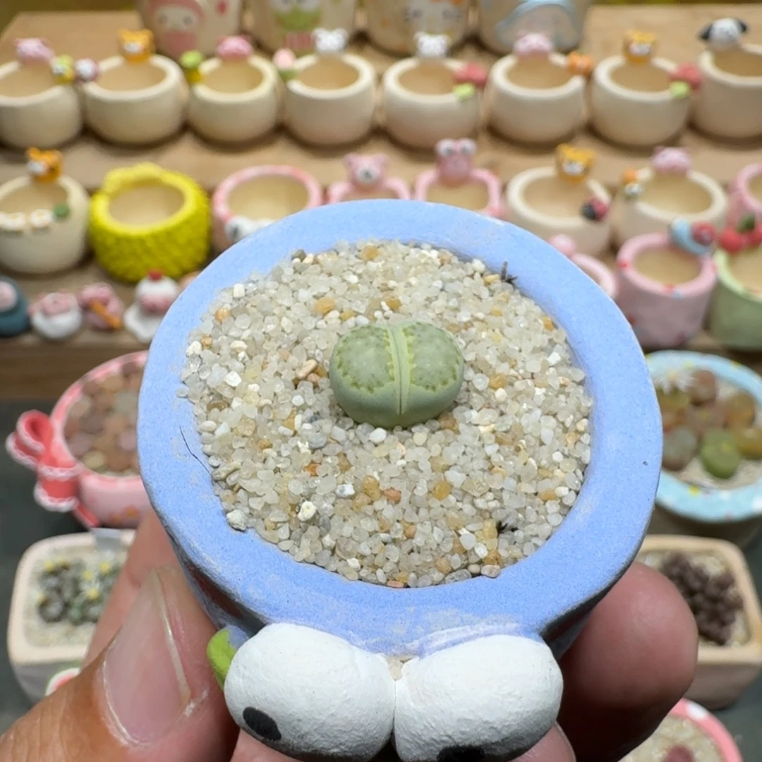 蘑菇1128奶油绿饼多肉植物
