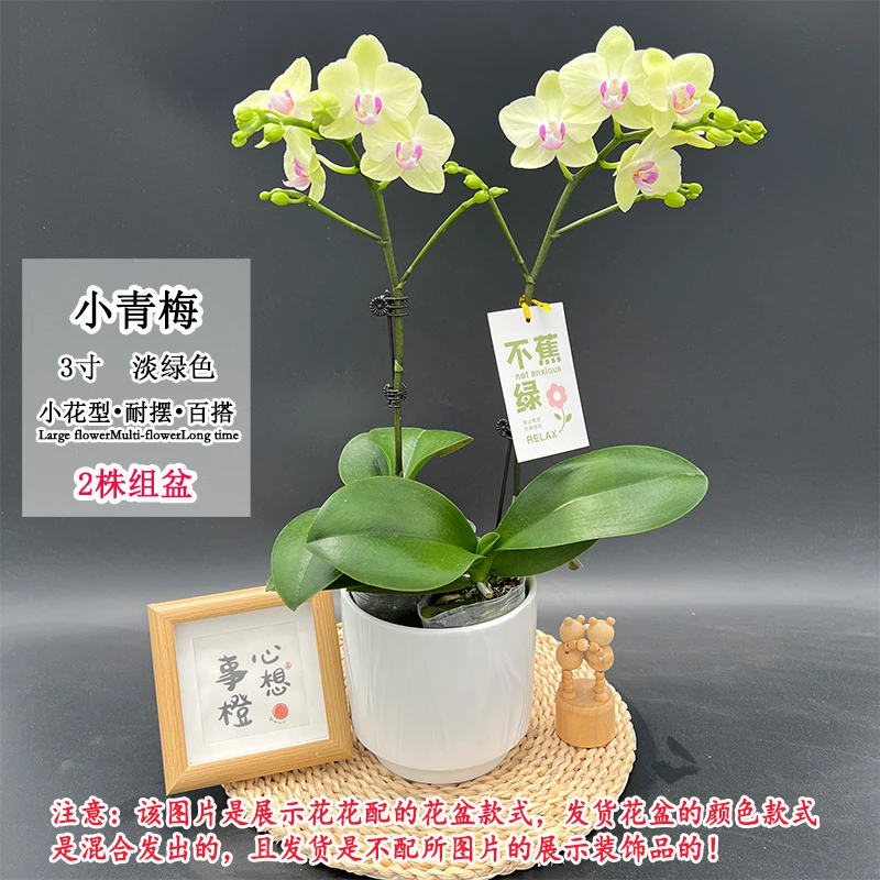 【小青梅单】蝴蝶兰蜡质小花矮株型新品淡绿色室内桌面好养绿植花卉