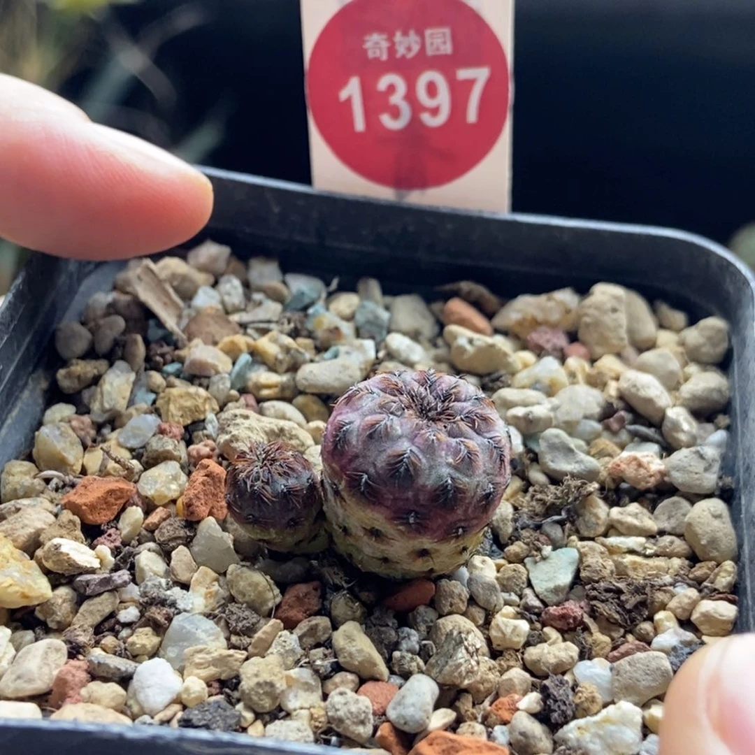 实生双头紫丽丸一颗仙人球